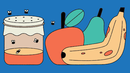 illustration of jar with fruit flies around it and pieces of fruit next to it (apple, pear, and banana)