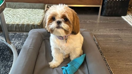 Dog on a casper dog bed