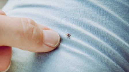 thumb pointing to tick crawling on jeans