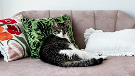 Frank the cat lounging on a couch.