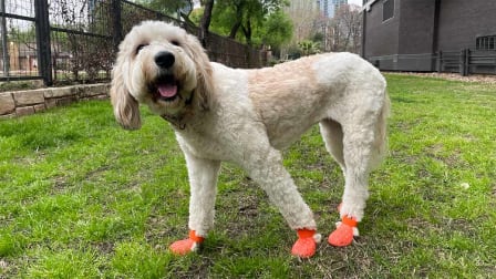 Dog wearing orange shoes