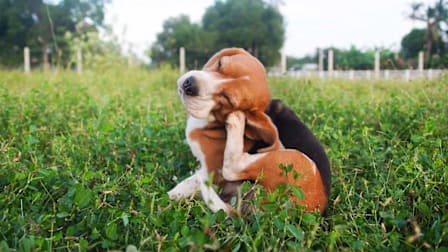 Dog scratching itself
