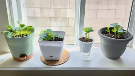 four self-watering planters on a windowsill