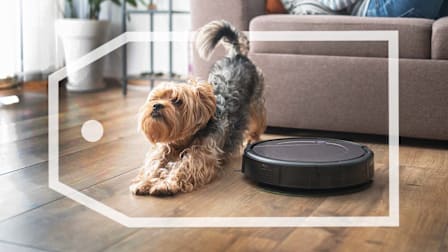 A small dog stretching next to a robotic vacuum in a living room environment.