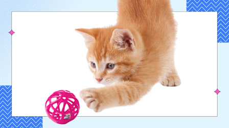 Kitten reaching for a pink ball, against a white background with blue and patterned corners