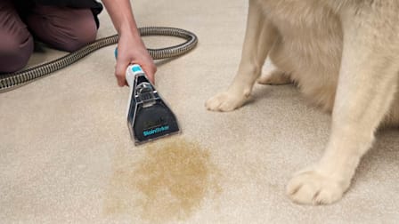 Person cleaning stain on carpet next to a dog with Shark StainStriker PX201 Carpet Cleaner