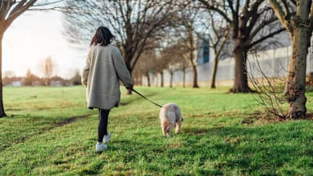 person walking dog on grass through park with trees, fence, and buildings blurred in background