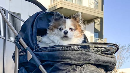 Small dog in a dog stroller