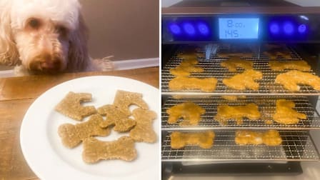 Blake the dog with plate of dog treats on left, dog treats in a food dehydrator on right