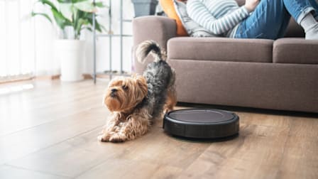 A Yorkshire Terrier stretching while standing next to a robot vacuum that's on a living room floor.