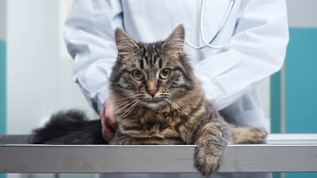 Cat looking at the viewer on the table of a veterinarian's office.