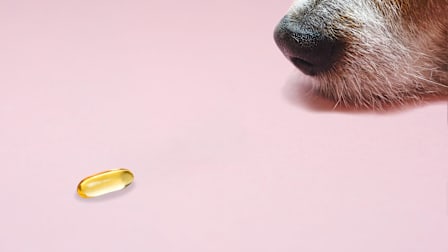 Dog's nose next to a fish oil pill.