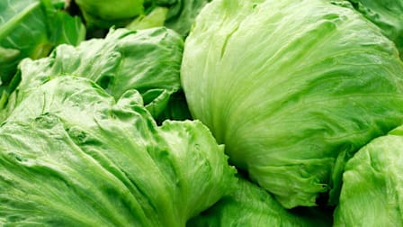 Heads of iceberg lettuce.