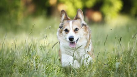 A dog running through long grass