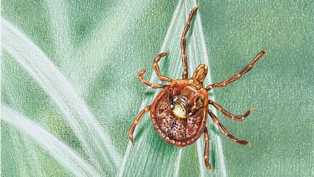 An illustration of a tick on a blade of grass