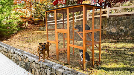 Catio outdoor structure with 2 cats and a dog