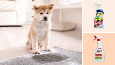Dog with stain on carpet, Odo Ban and Nature's Miracle stain and odor removers