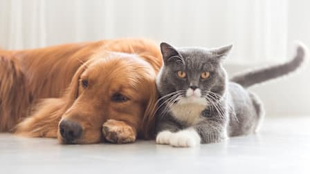 Golden Retriever and grey cat laying together on the floor.