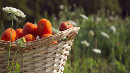 The Freshest Food Processor Recipes