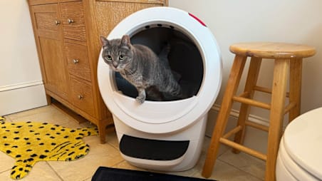 Best Cat Litter Boxes