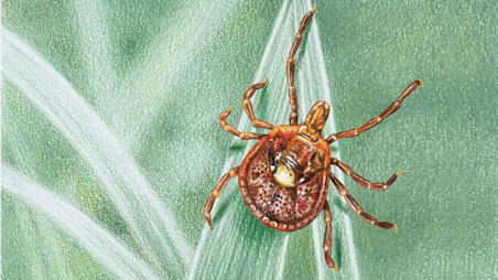 Why Tick Threats Are Rising—and How to Stay Safe