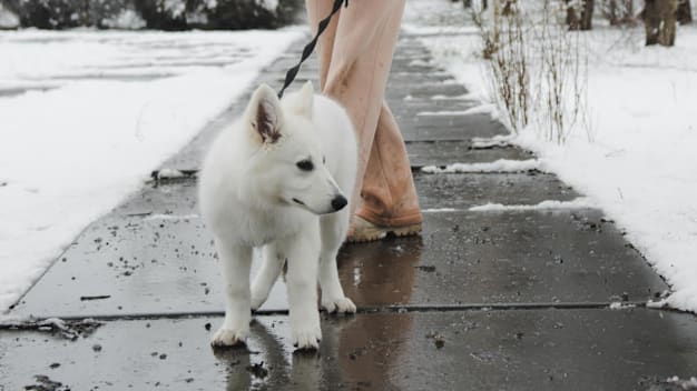 A person walking with a dog winter on a sidewalk surrounded by snow