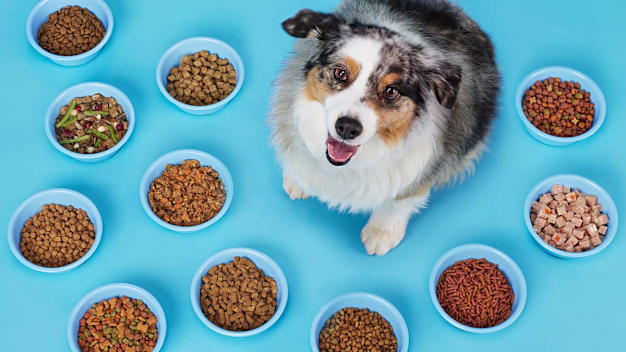 Australian Shepard on blue background surrounded by bowls of wet and dry dog food