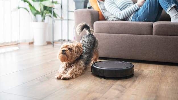 A Yorkshire Terrier stretching while standing next to a robot vacuum that's on a living room floor.