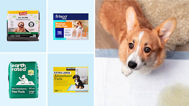 Glad, Frisco, Earth Rated, Kirklands puppy pads, corgi puppy standing on a puppy pad