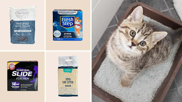 Exquisicat, Fresh Step, Arm & Hammer, Frisco cat litter, kitten in a litter box