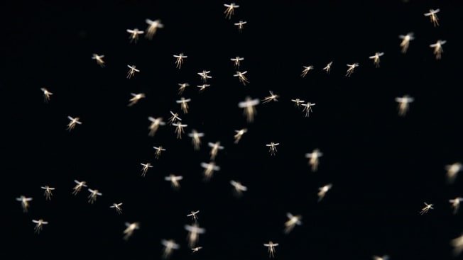 mosquitos flying on black background