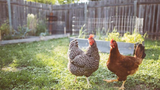 chickens in backyard of home