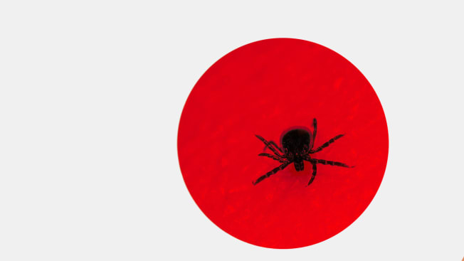 tick