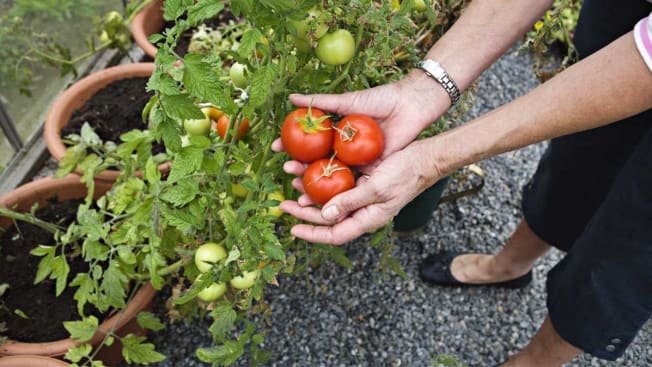 A person holding freshly picked tomatoes from a container garden
