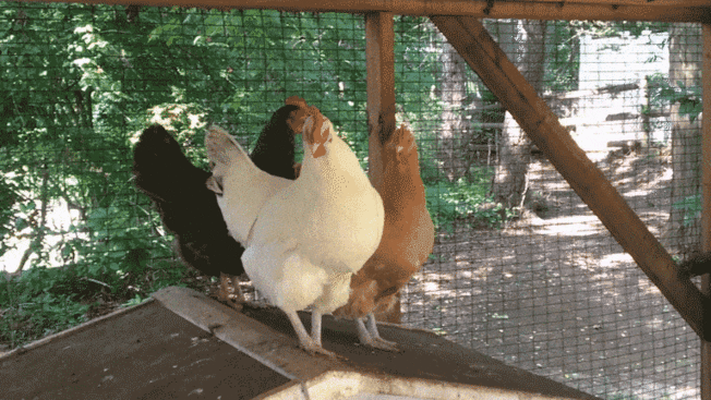 GIF of hens in chicken coop moving