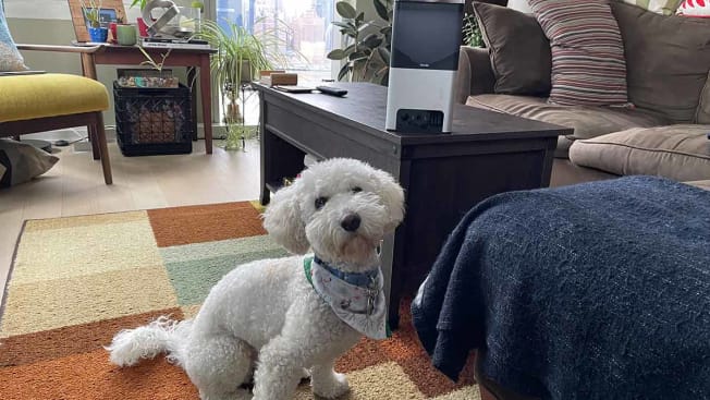 Bentley the dog posing in front of the Petcube Bites 2