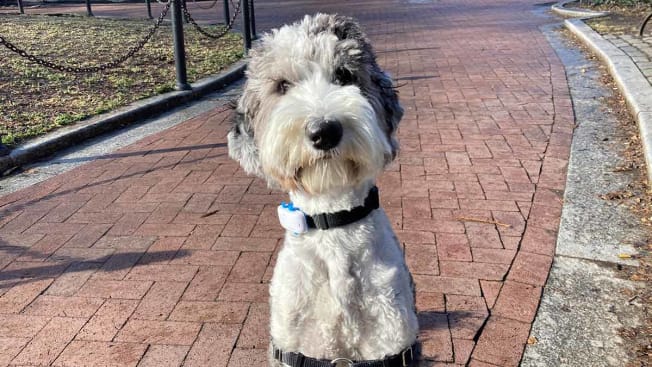 Luna the Sheepadoodle wearing the Tractive pet tracker at her local park