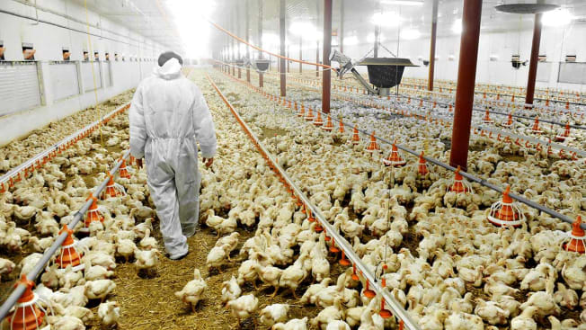 Chicken farm with thousands of chickens and a farm worker.