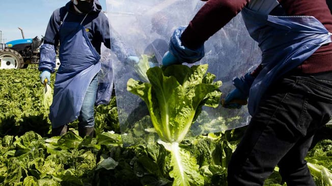 Farm workers harvesting lettuce.