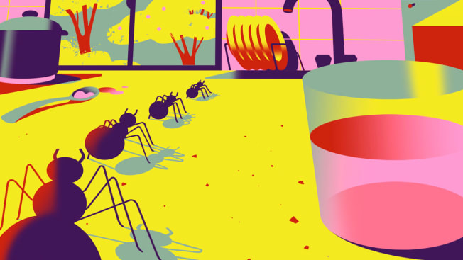 A line of ants approaching a kitchen sink