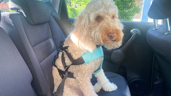 Blake the dog wearing Sleepypod Clickit Sport harness in a car