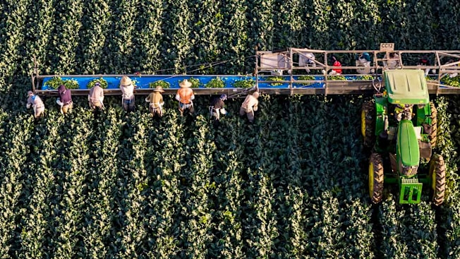 US farm workers harvesting broccoli