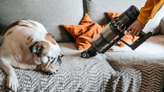 A couch being vacuumed by someone with a hand vac while a bulldog naps nearby.
