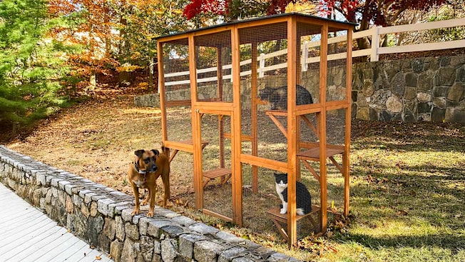Catio outdoor structure with 2 cats and a dog