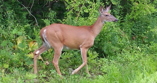deer in grass and bushes at the side of a road