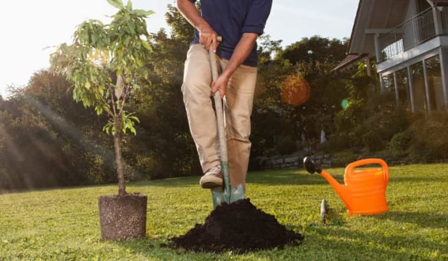 man planting tree house