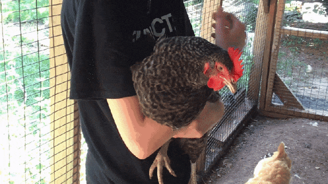 Gif of person cuddling a chicken with a red x over it