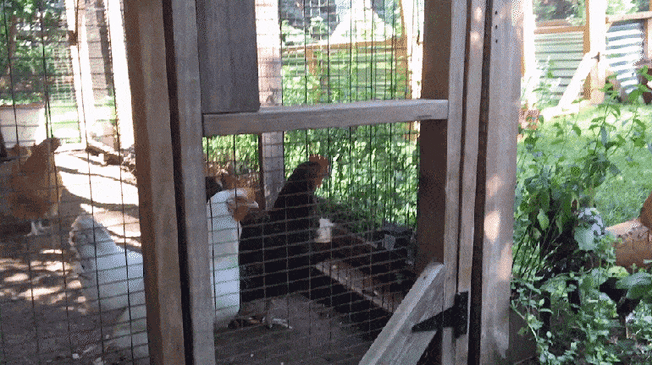 Chicken in coop behind fence with white arrow pointing to it