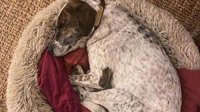 A hound dog fast asleep and cozy in her fluffy doughnut shaped bed.