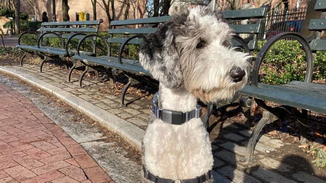 Luna the Sheepadoodle wearing the Fi pet tracker at her local park